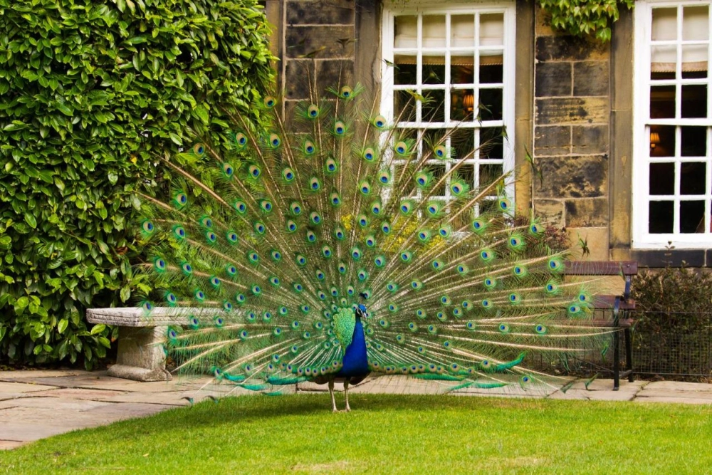 Whitley Hall Hotel - Hotel Photo 22