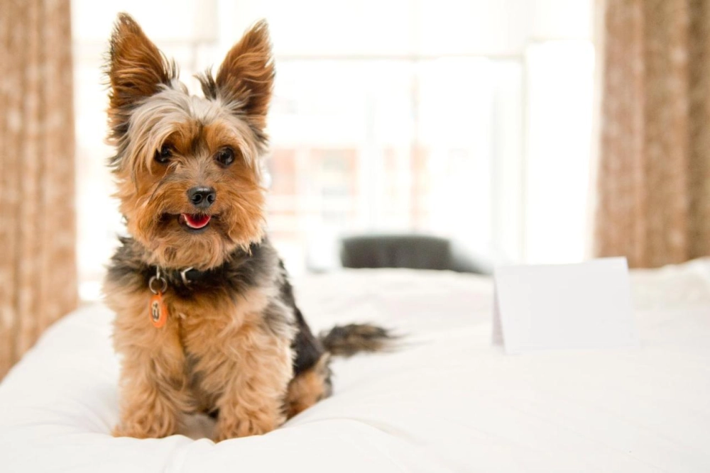 Hope Street Hotel - Hotel Photo 17