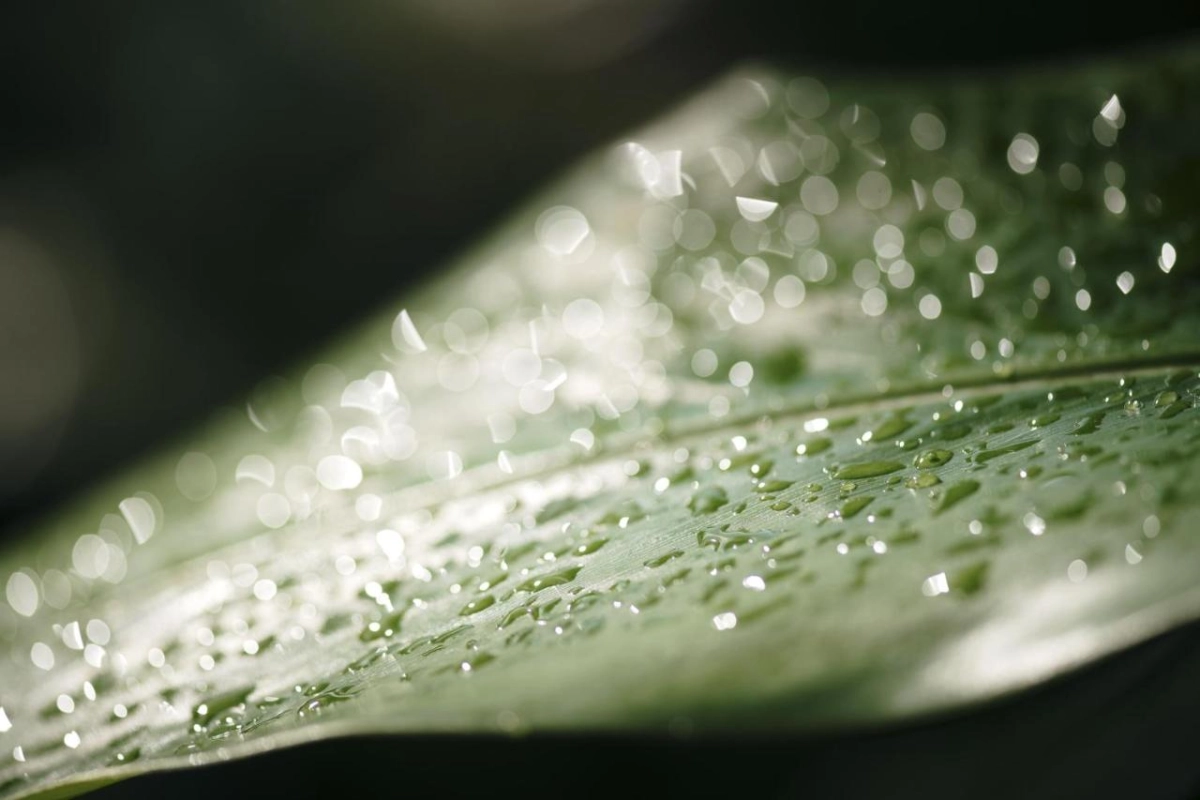 Sandals South Coast - Hotel Photo 46