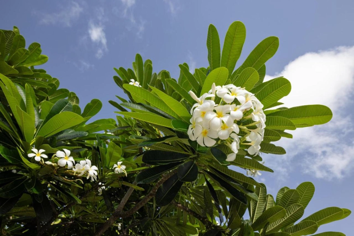 Sandals South Coast - Hotel Photo 47