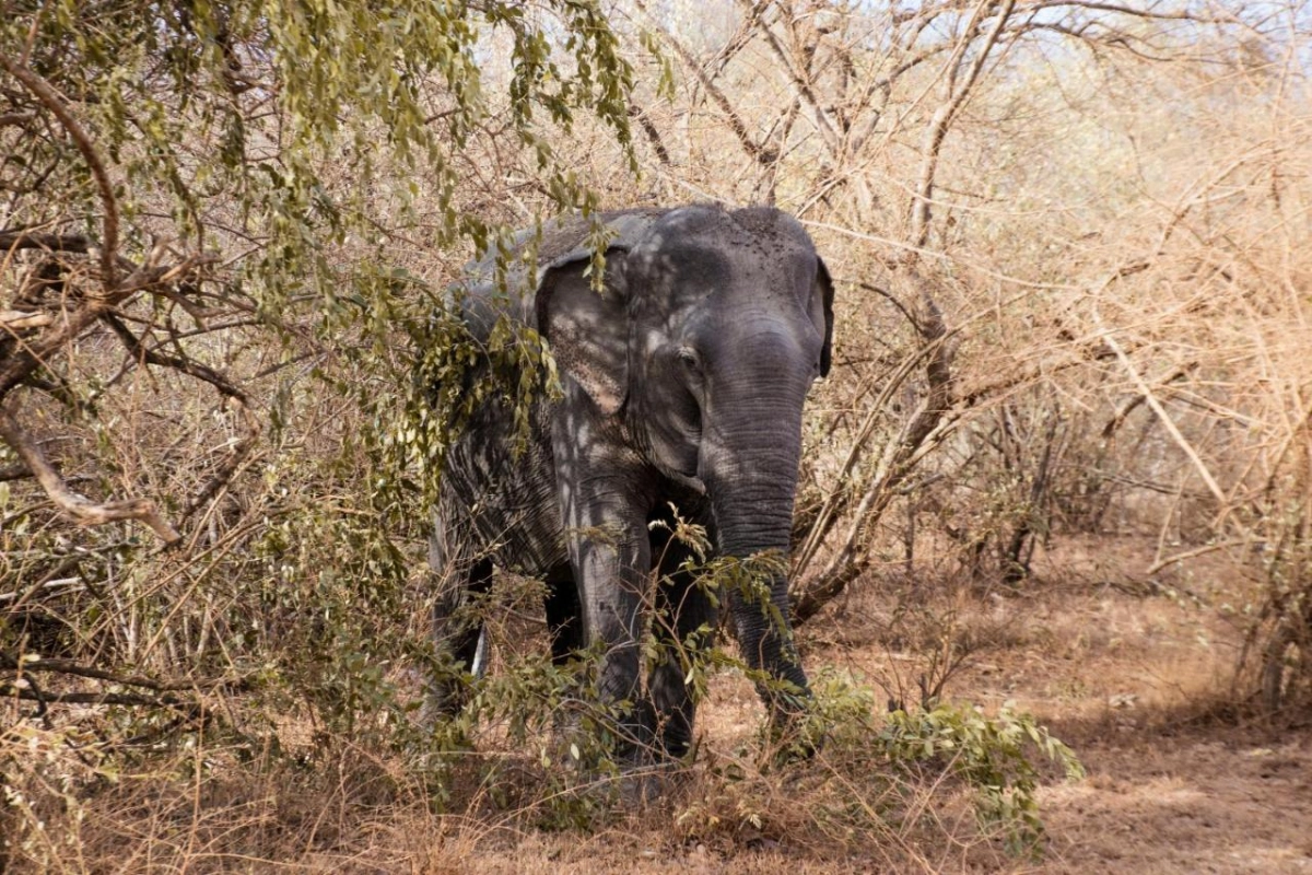 Chena Huts by Uga Escapes - Hotel Photo 7