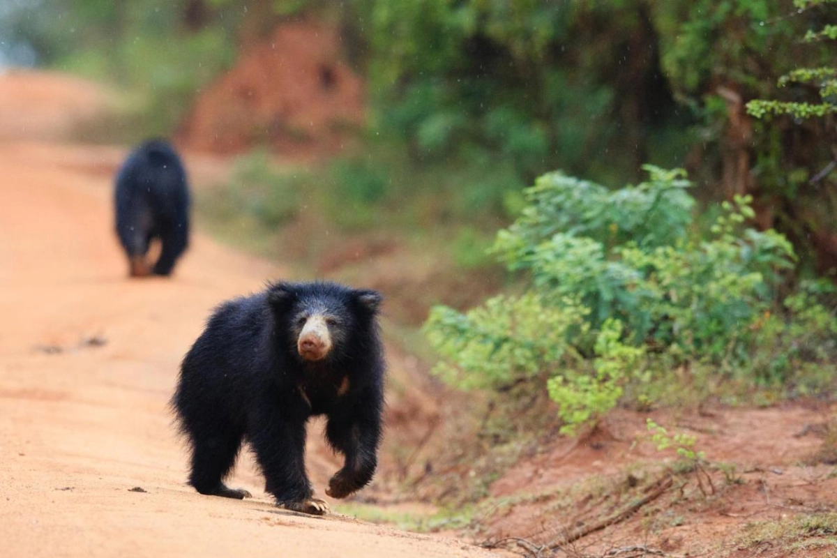 Chena Huts by Uga Escapes - Hotel Photo 37