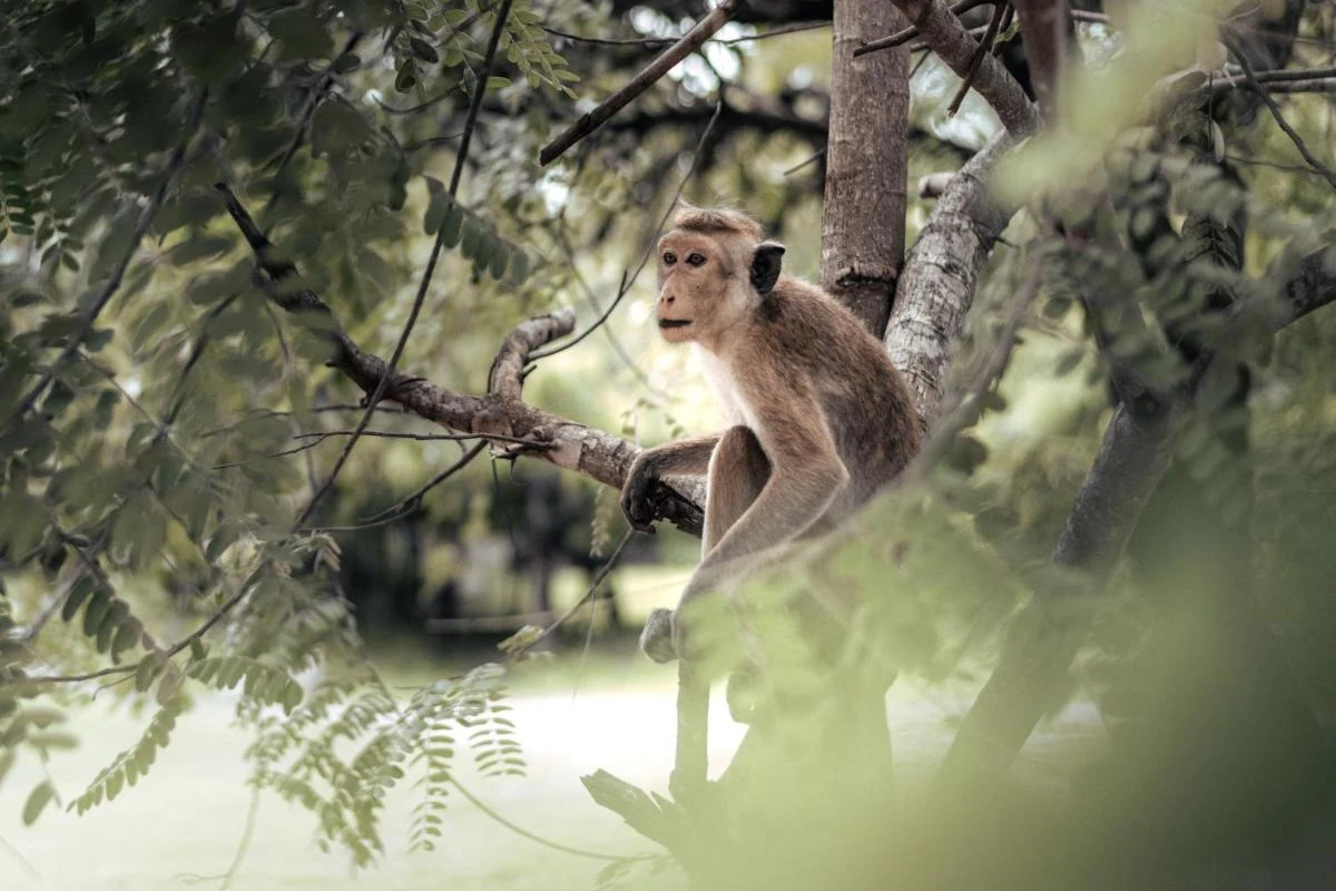 Sun Siyam Pasikudah - Hotel Photo 15