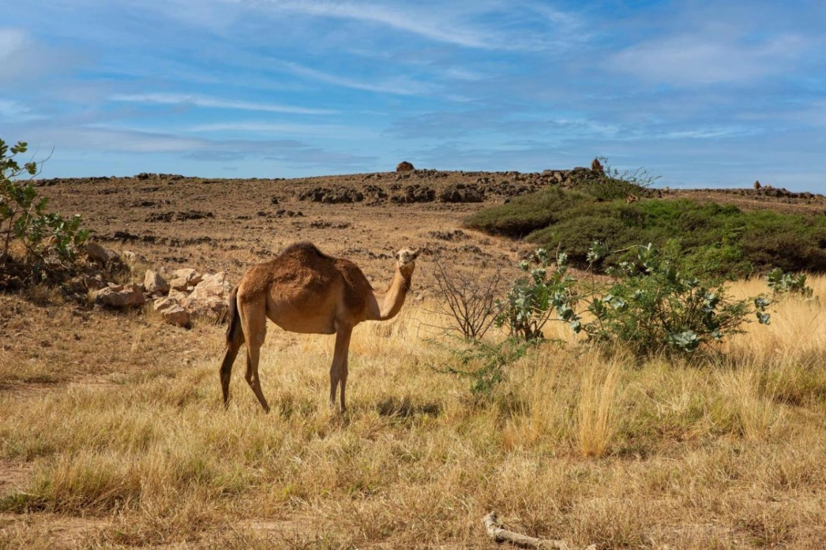 Alila Hinu Bay Resort - Hotel Photo 31
