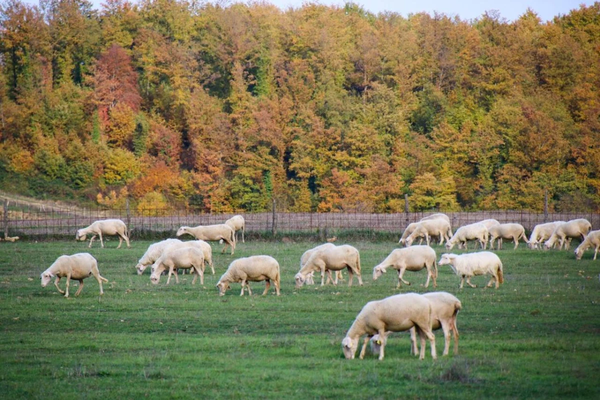 Borgo Santo Pietro - Hotel Photo 21