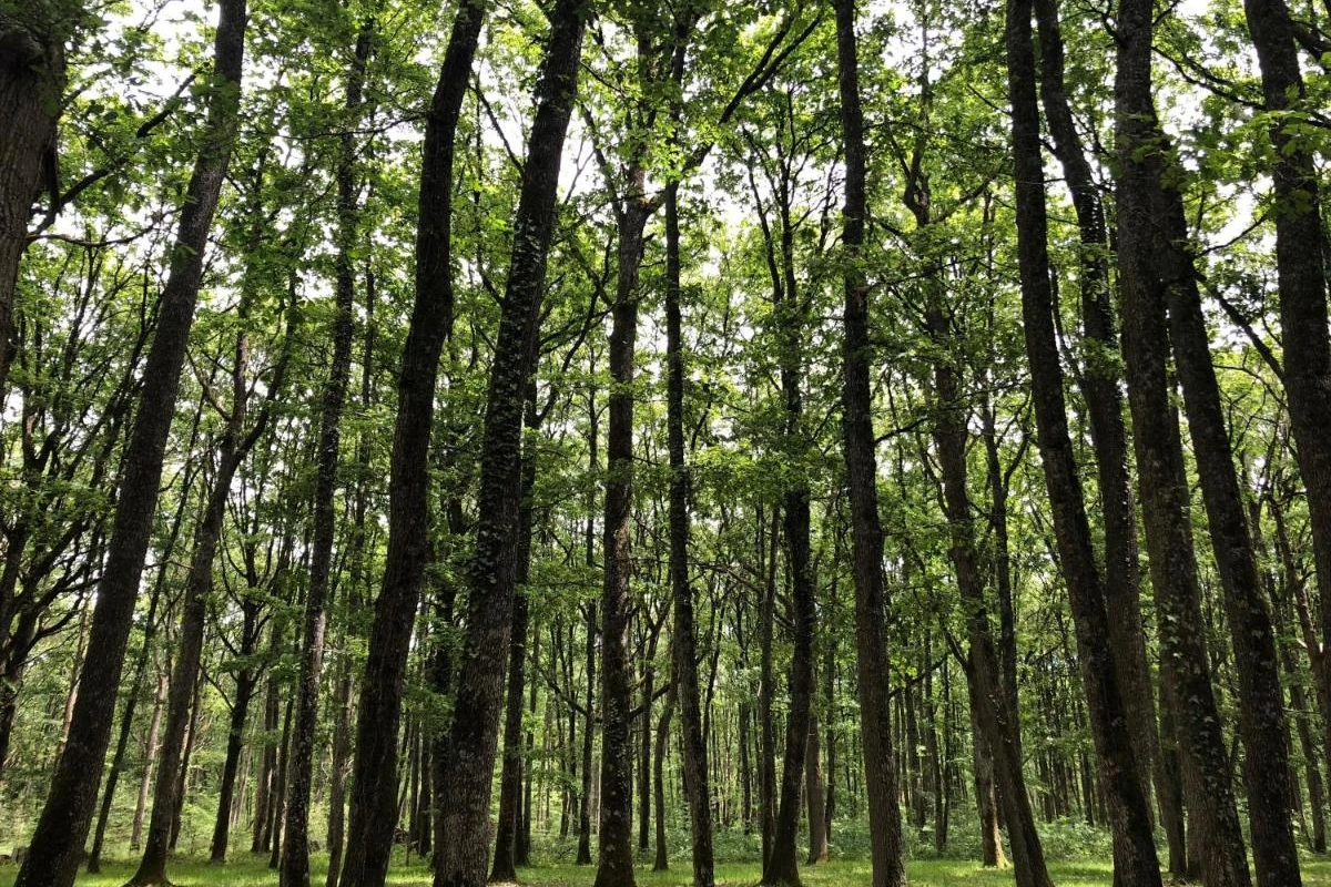 Loire Valley Lodges Hotel - Hotel Photo 7