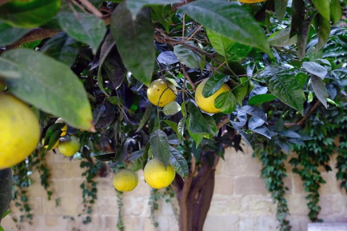 La Fiermontina Luxury Home - Hotel Photo 14