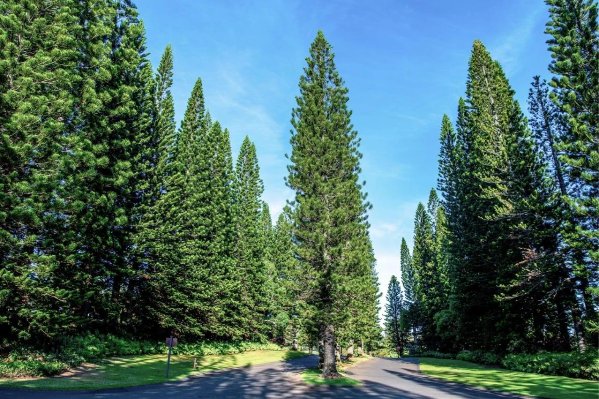 The Ritz-Carlton Maui Kapalua - Hotel Photo 22