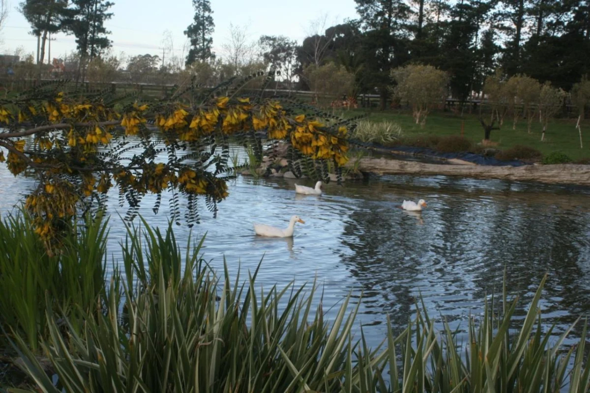 The Peppertree Luxury Accommodation - Hotel Photo 11