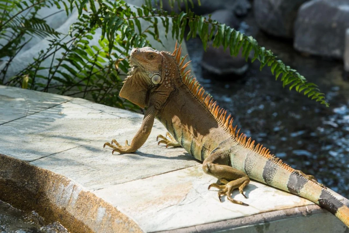 The Royal Corin Thermal Water & Spa Resort - Hotel Photo 31