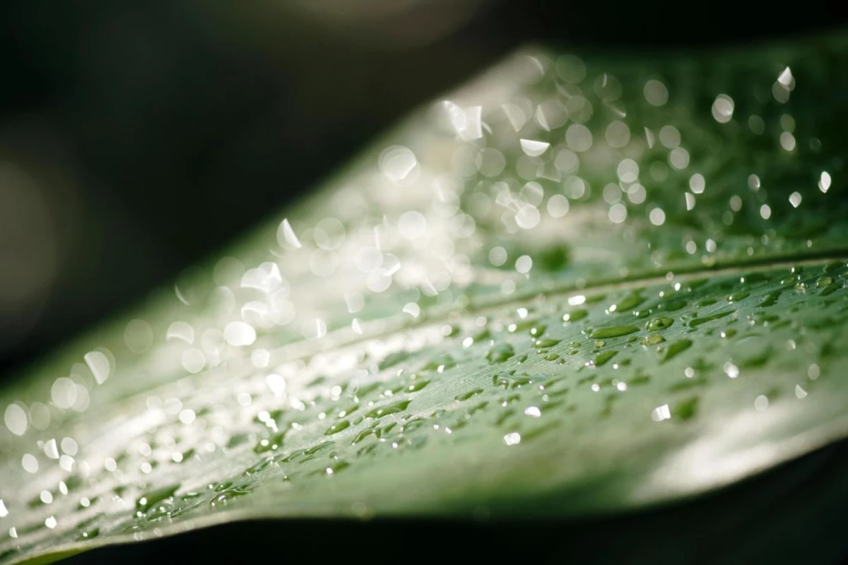 Sandals Royal Plantation - Hotel Photo 26