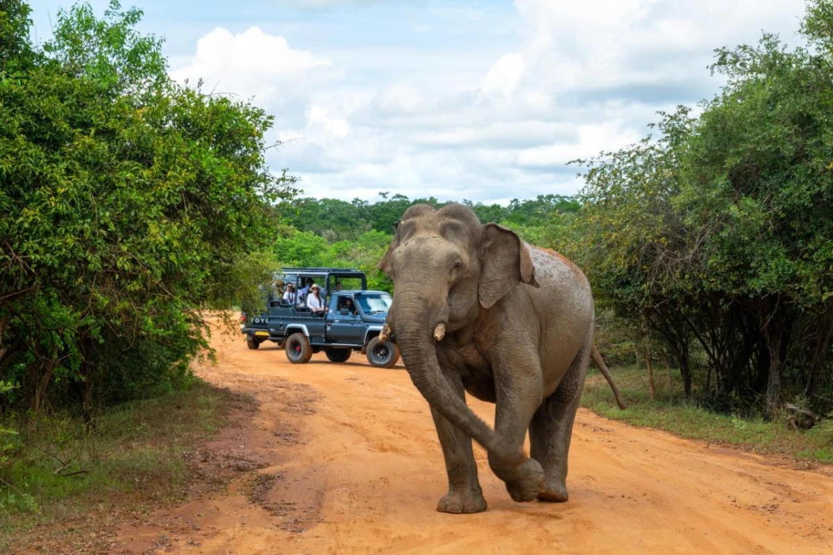 Hilton Yala Resort - Hotel Photo 43