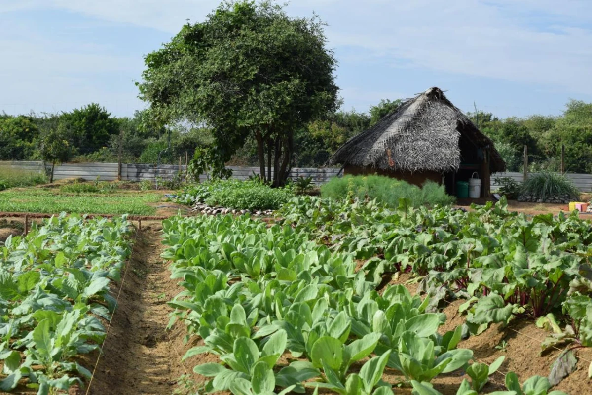 Jetwing Jungle Lodge A Luxury Reserve - Hotel Photo 3