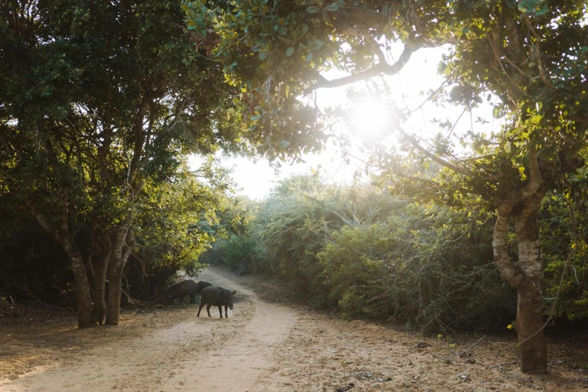 Jetwing Jungle Lodge A Luxury Reserve - Hotel Photo 9