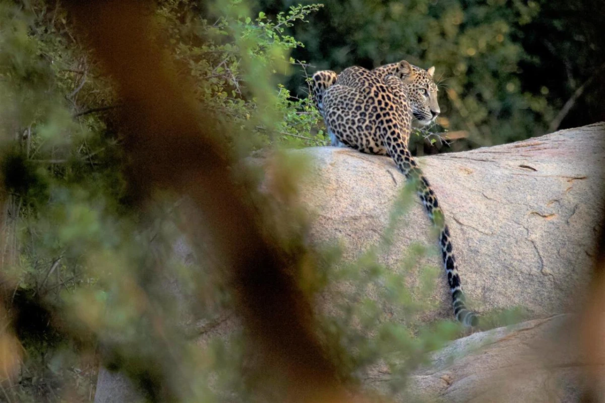 Jetwing Jungle Lodge A Luxury Reserve - Hotel Photo 11