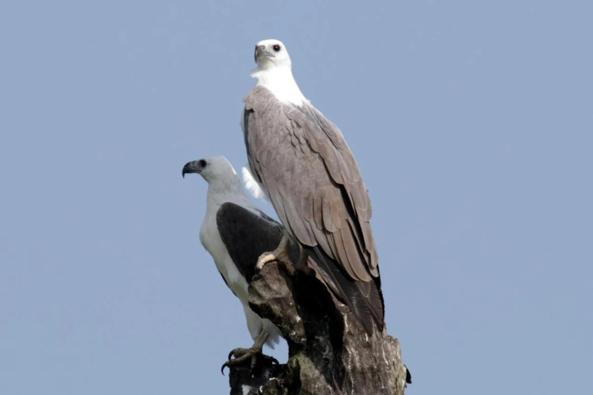 Jetwing Jungle Lodge A Luxury Reserve - Hotel Photo 19