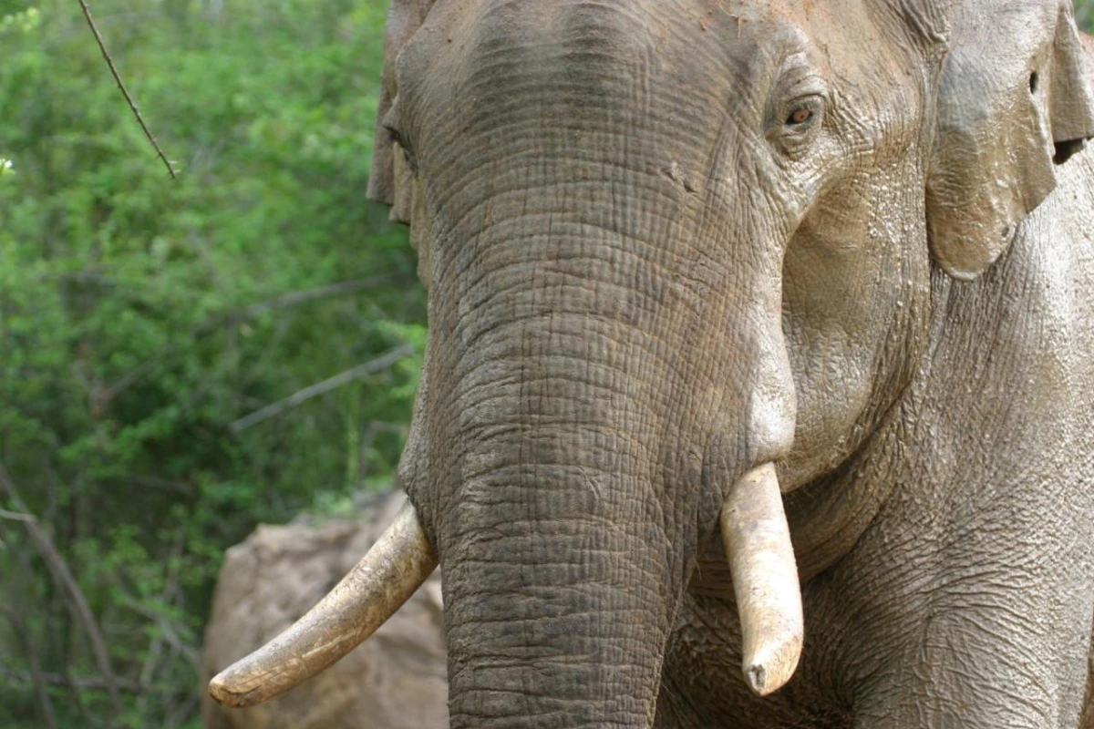 Jetwing Jungle Lodge A Luxury Reserve - Hotel Photo 20