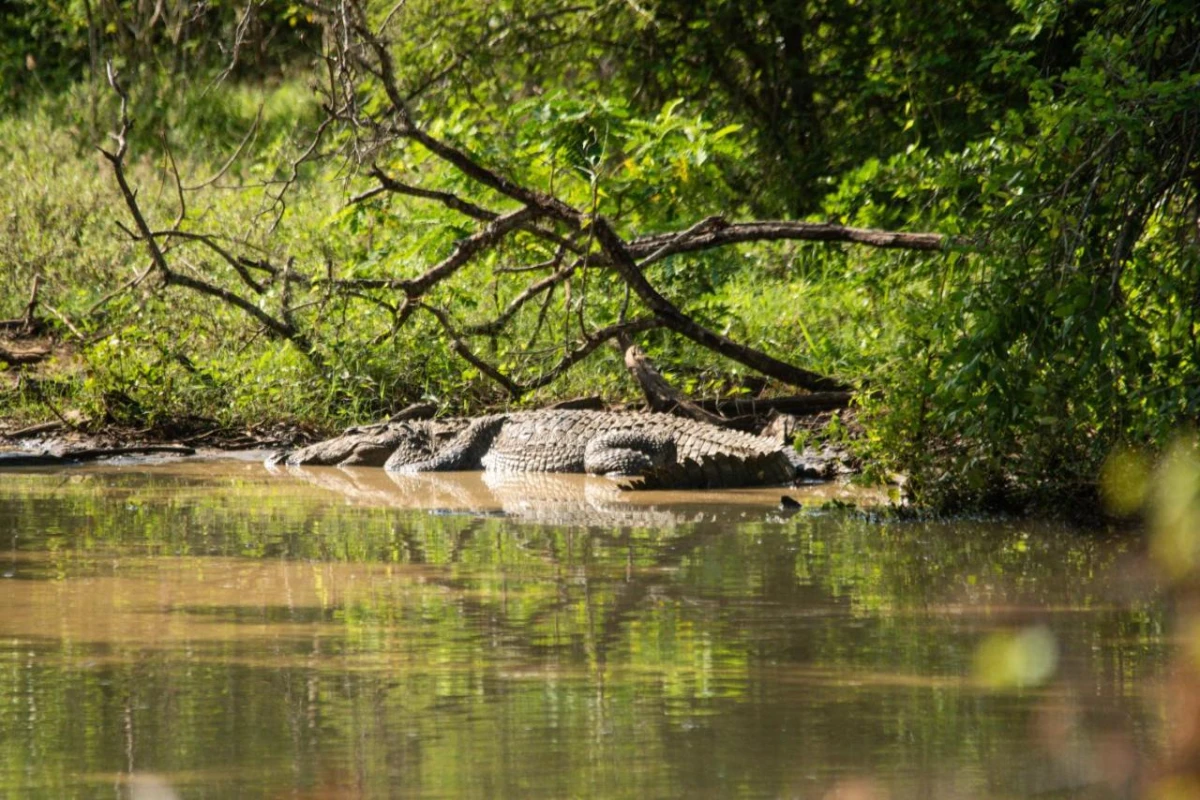 Jetwing Jungle Lodge A Luxury Reserve - Hotel Photo 46