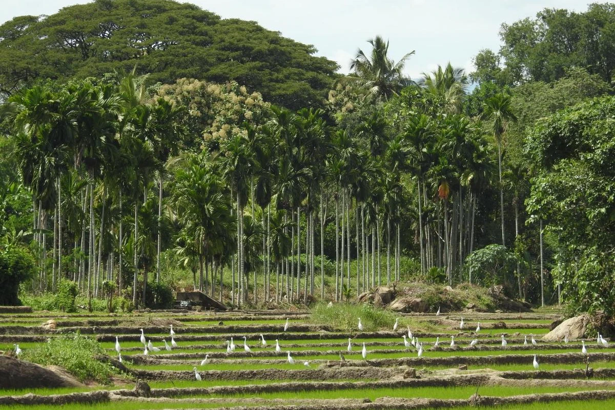 Jetwing Kaduruketha - Hotel Photo 17