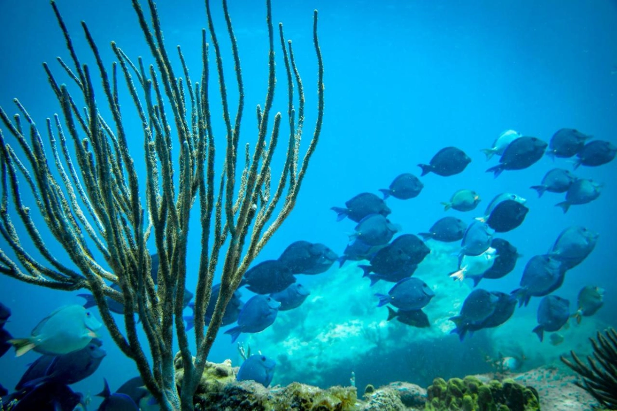 St James Club & Villas - Hotel Photo 20