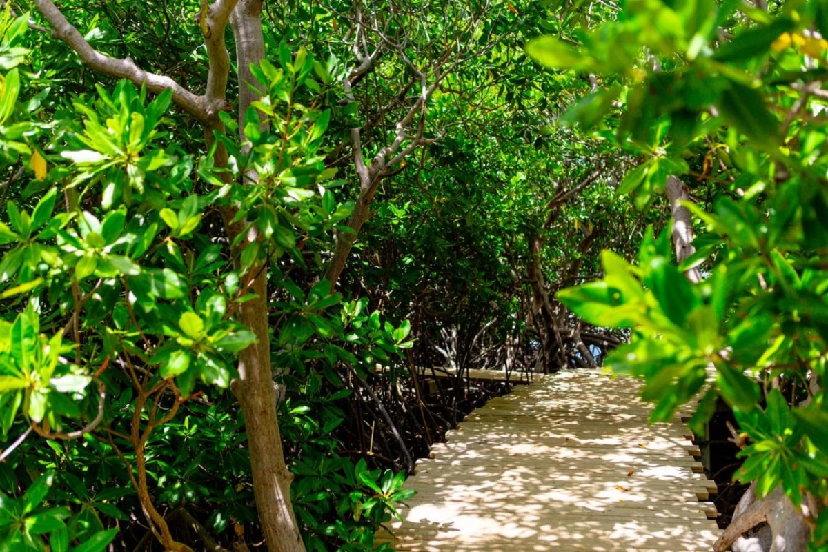 The Escape at Nonsuch Bay - Hotel Photo 19