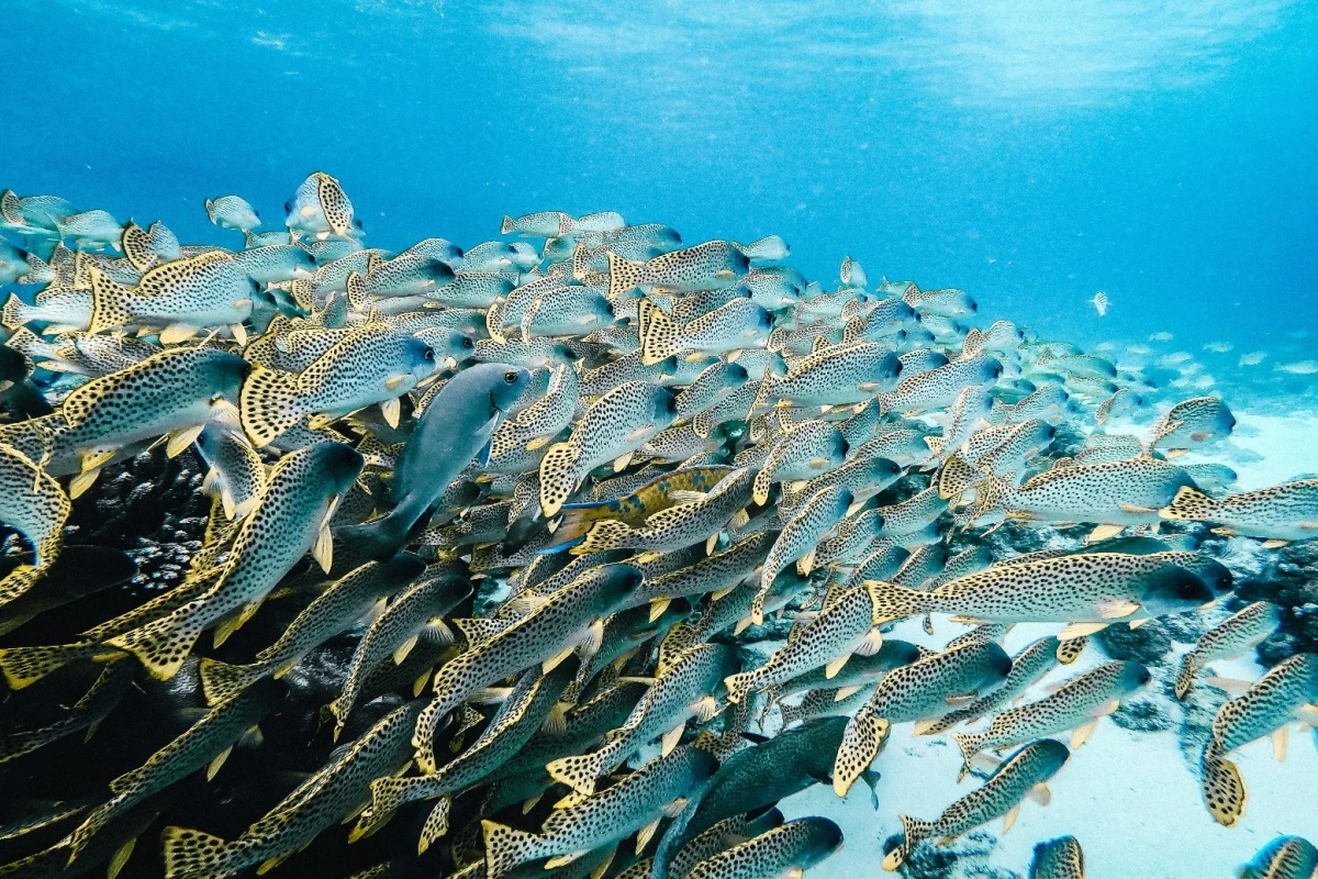 Anantara Bazaruto Island Resort & Spa - Hotel Photo 4