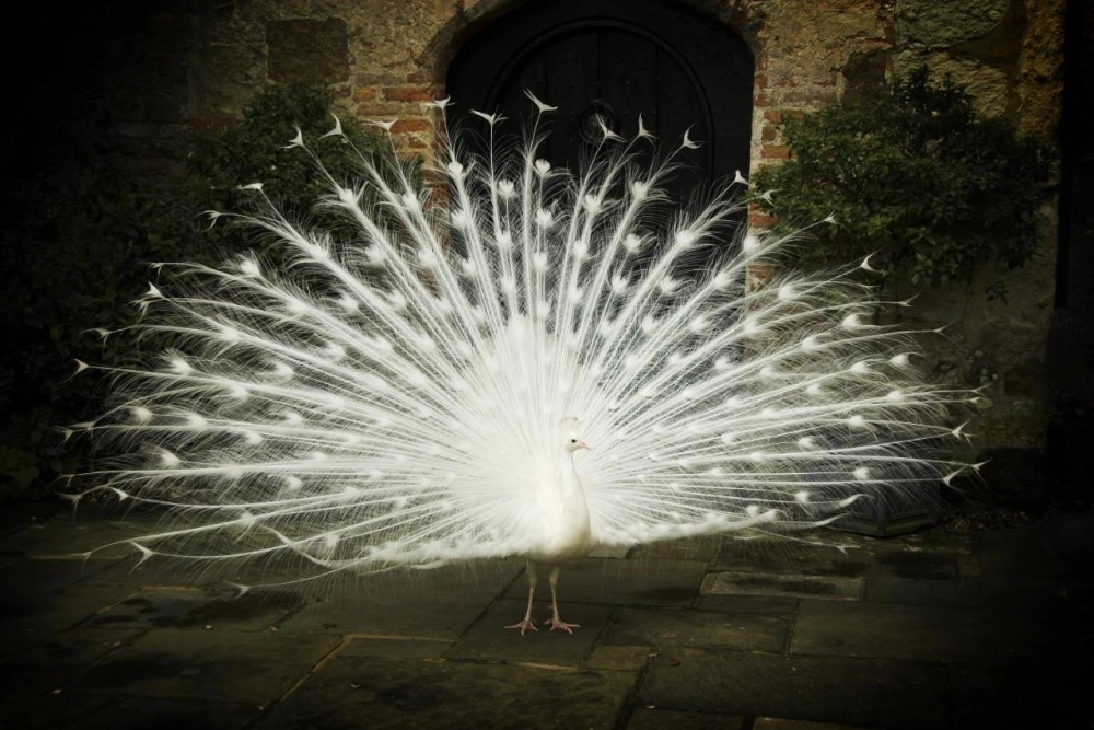 Amberley Castle - Hotel Photo 43