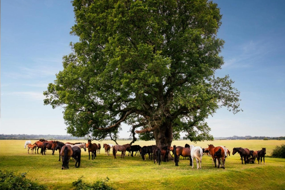 Rhinefield House Hotel - Hotel Photo 5