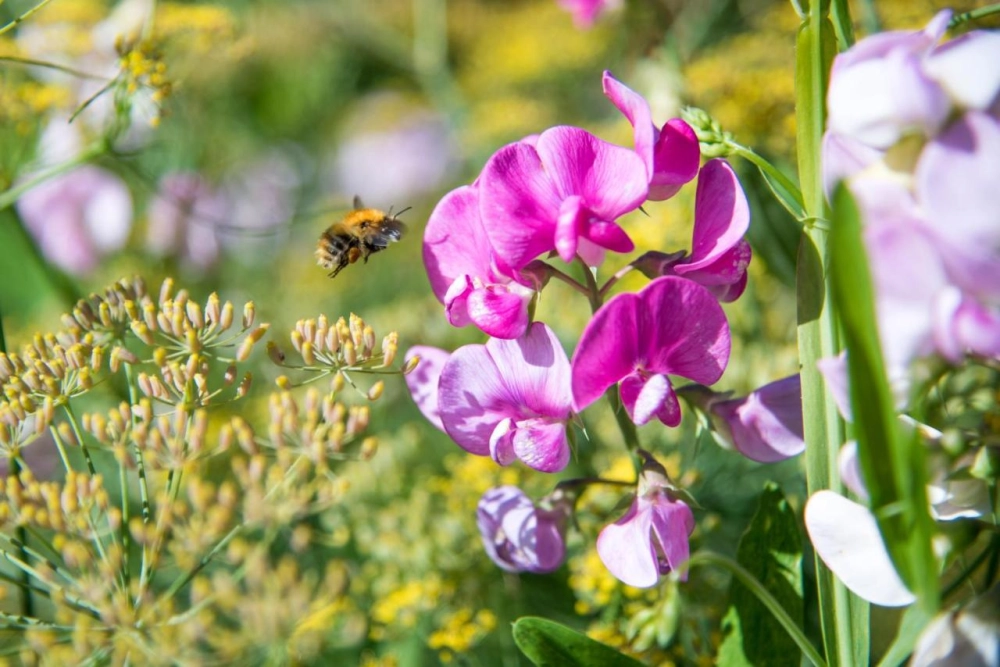 The Montagu Arms Hotel - Hotel Photo 32