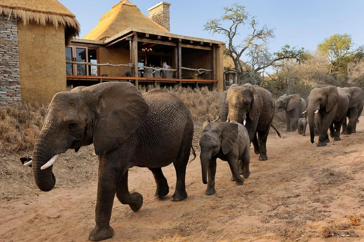 Jabulani Safari