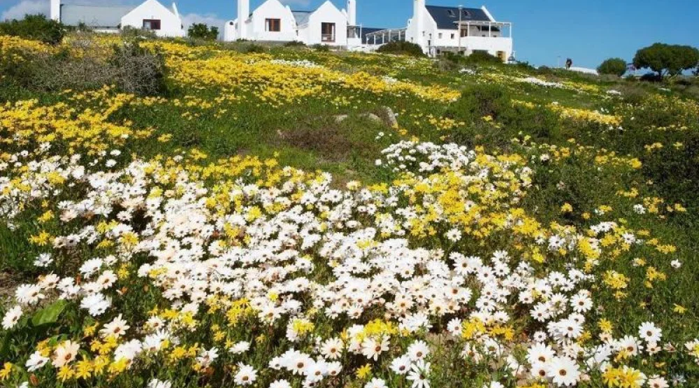 Classic Room at Abalone Hotel & Villas